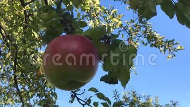 在阳光明媚的夏日里，一棵<strong>红<strong>苹果</strong>树随风摆动。 <strong>红<strong>苹果</strong>长在树枝上。 蓝天